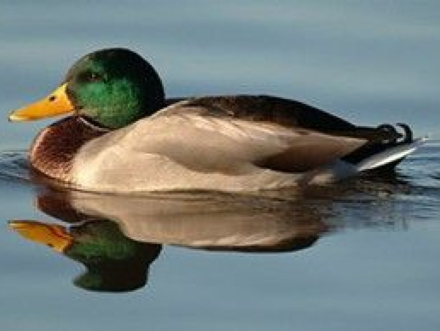  В запорожской "Дубовке" оборудовали "пешеходный переход" для уток