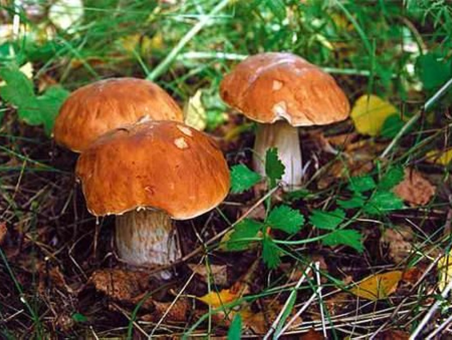 В Запорожье на Хортице растут несъедобные грибы