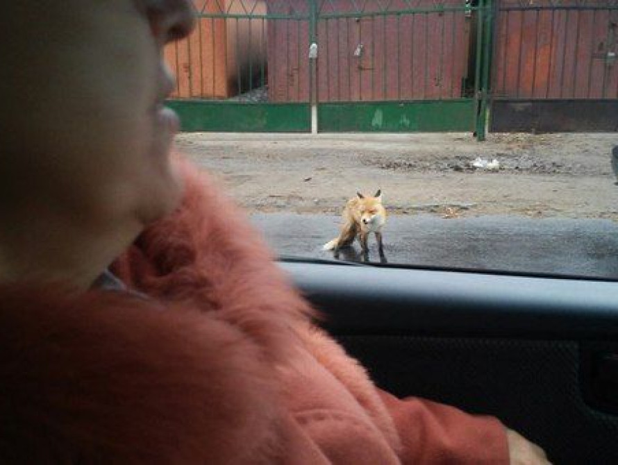 В Запорожье бешеная лиса бросалась на автомобили