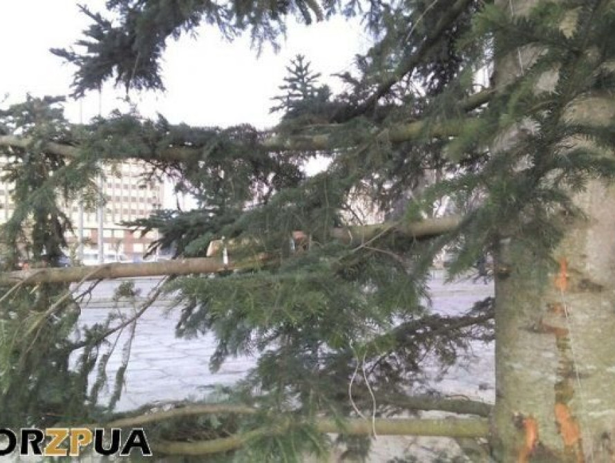 В Запорожье на Фестивальной установили елку с обломанными ветками