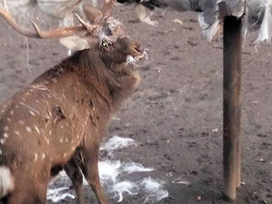 В Запорожье в зоопарке на ДЖД олень ест обшивку теплотрассы (фото)