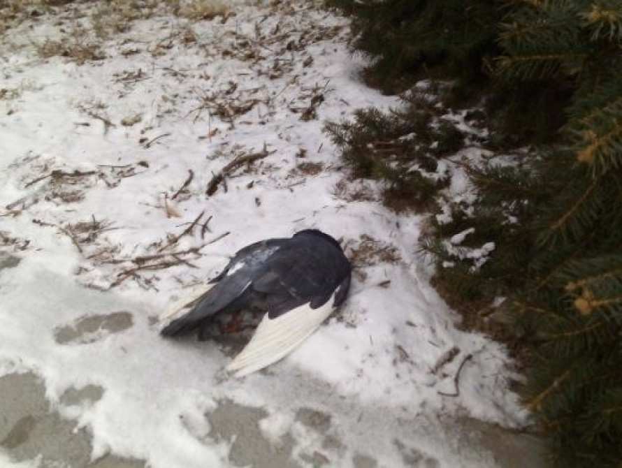 В Запорожье из-за низкой температуры замерзают голуби