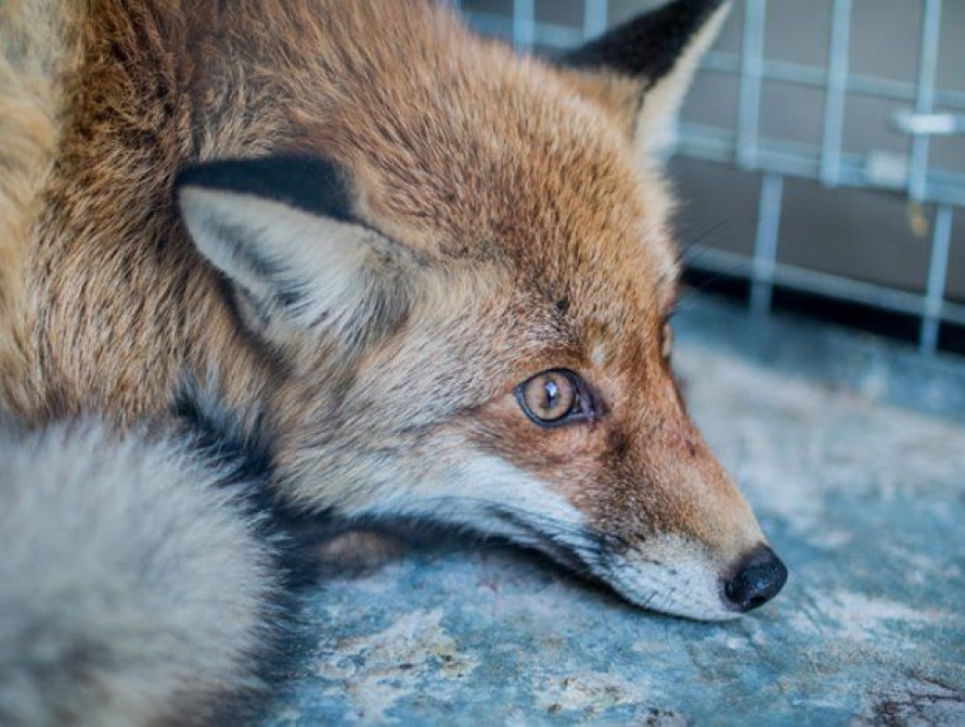 В Запорожье за сутки собрали 4 тысячи гривен на спасение лисы