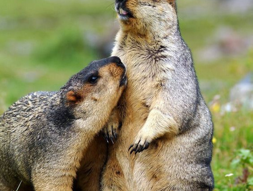 В Запорожье сурки предсказали быстрое окончание зимы