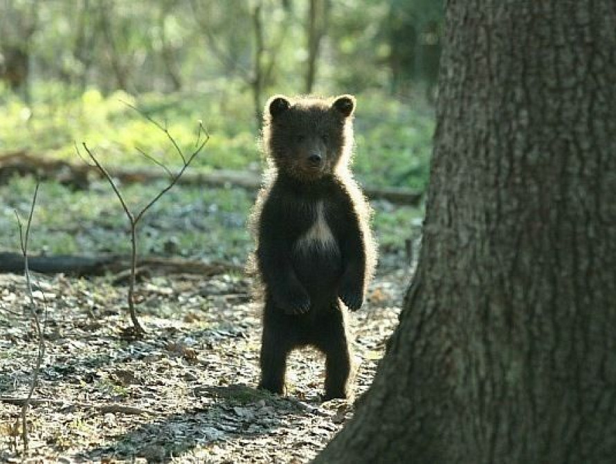 В Запорожской области на протяжении суток спасали бурого медведя