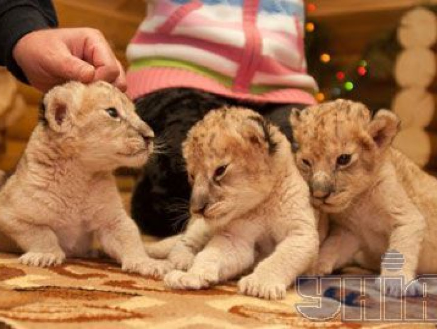 В зоопарке Бердянска поселился необычный львенок