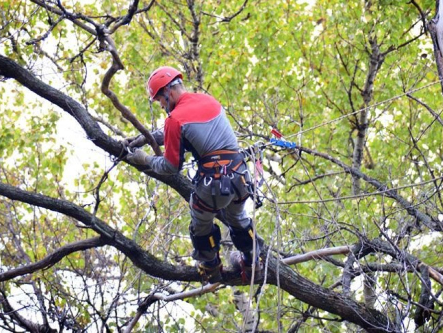 В Запорожье коммунальщики обрезают деревья и не в состоянии убрать осенюю листву