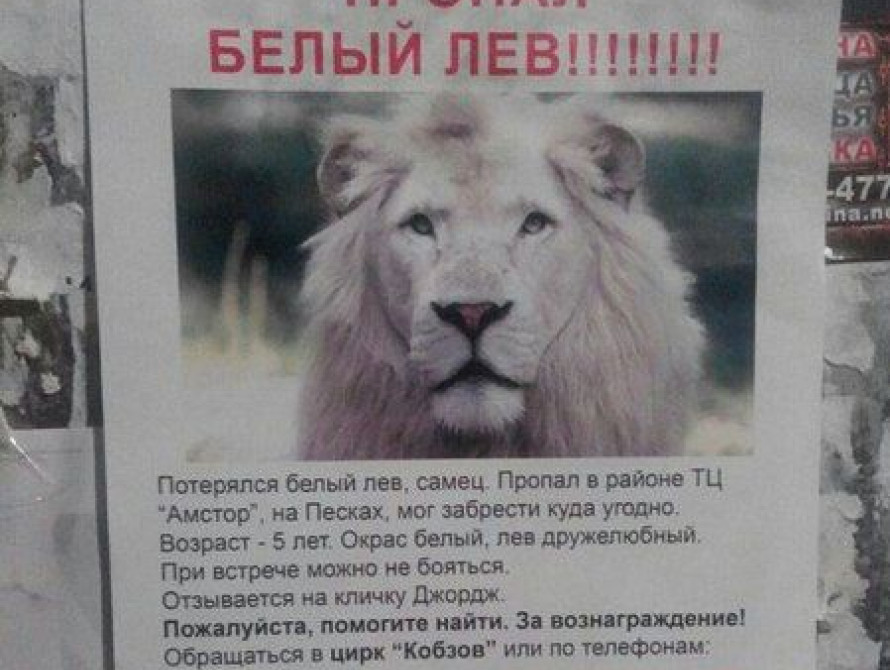 Информация о сбежавшем в Запорожье из цирка льве - рекламный ход
