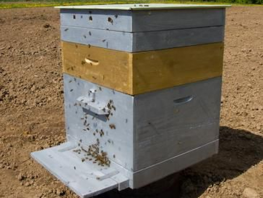 Прокурор Запорожской области лично подписал "підозру” в деле по краже ульев