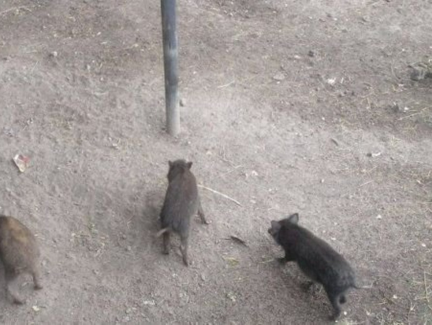 В Запорожье объявили "режим тишины", чтобы сохранить животный мир