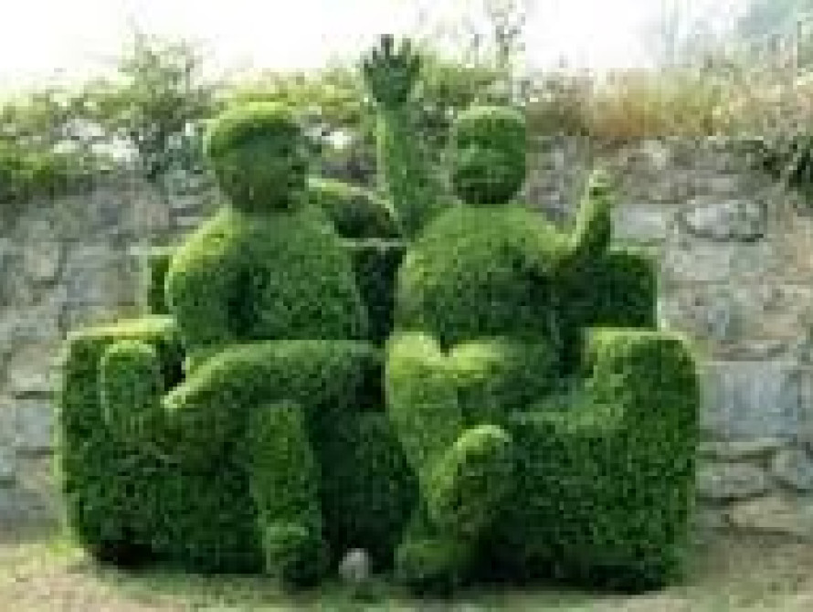 В Запорожье неизвестные стырили почти 200 кустов самшита