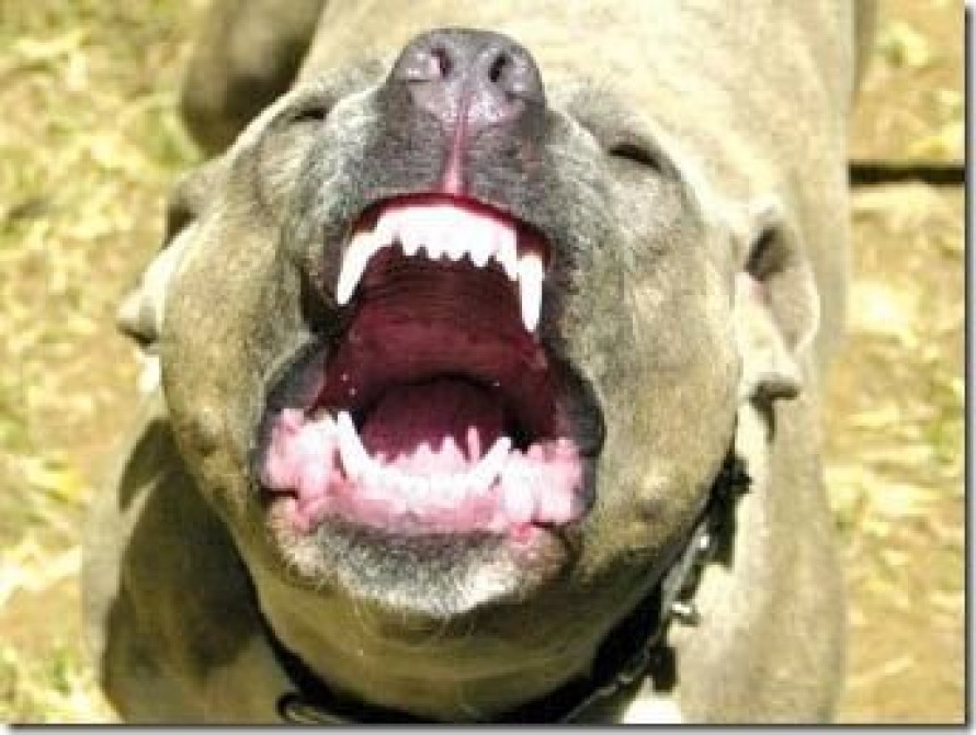 Хозяйку собаки, которая искусала девочку, оштрафовали на 300 гривен